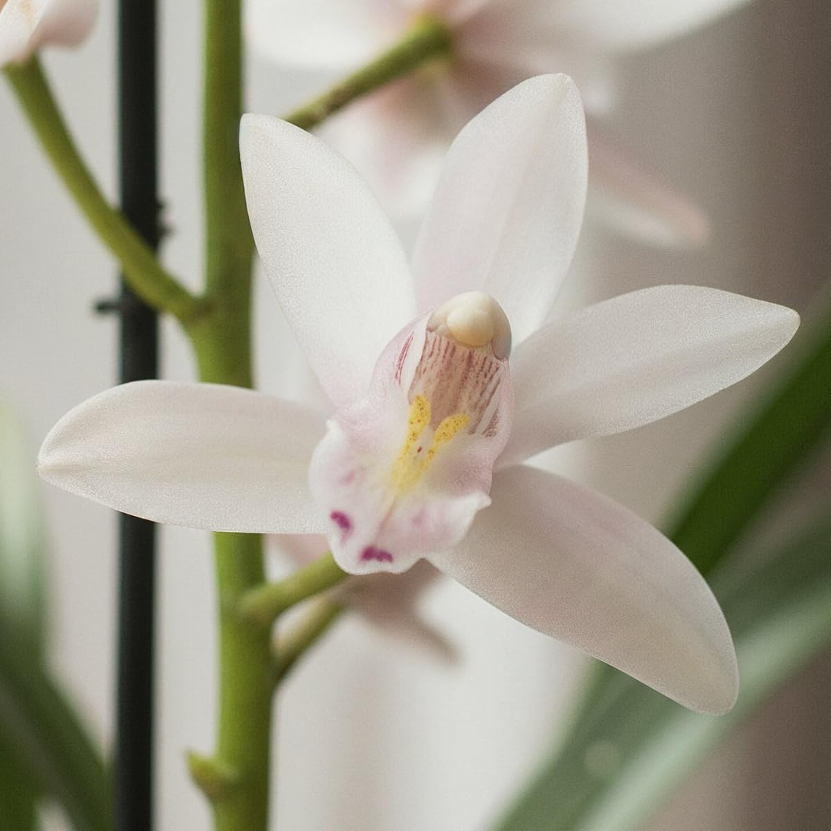Orchideen Echte Pflanzen Weiße Cymbidium - 1 große Zimmerpflanze aus Holland - 60-70 cm hoch - 14 cm Topf - mit Blüten und duftend (Nicht künstlich, ohne Dünger und Topf, kein Samen, nicht winterhart)
