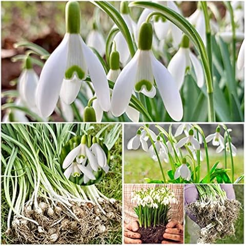 Woodland bulbs® 50 x Single Snowdrops Bulbs - SNOWDROPS IN THE GREEN - Galanthus Nivails - Freshly lifted Snowdrops in the green - Snowdrop bulbs For Planting Now UK - Trusted UK Seller (FREE UK P&P) Cover