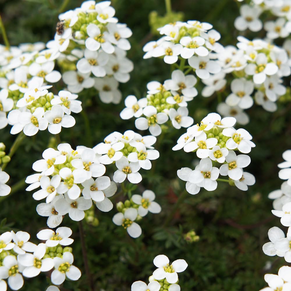 Alyssum Carpet of Snow Seeds – Classic, Fragrant Plants with a Low Growing Habit – RHS Award of Garden Merit – Hardy Annual – for Your Beautiful Garden