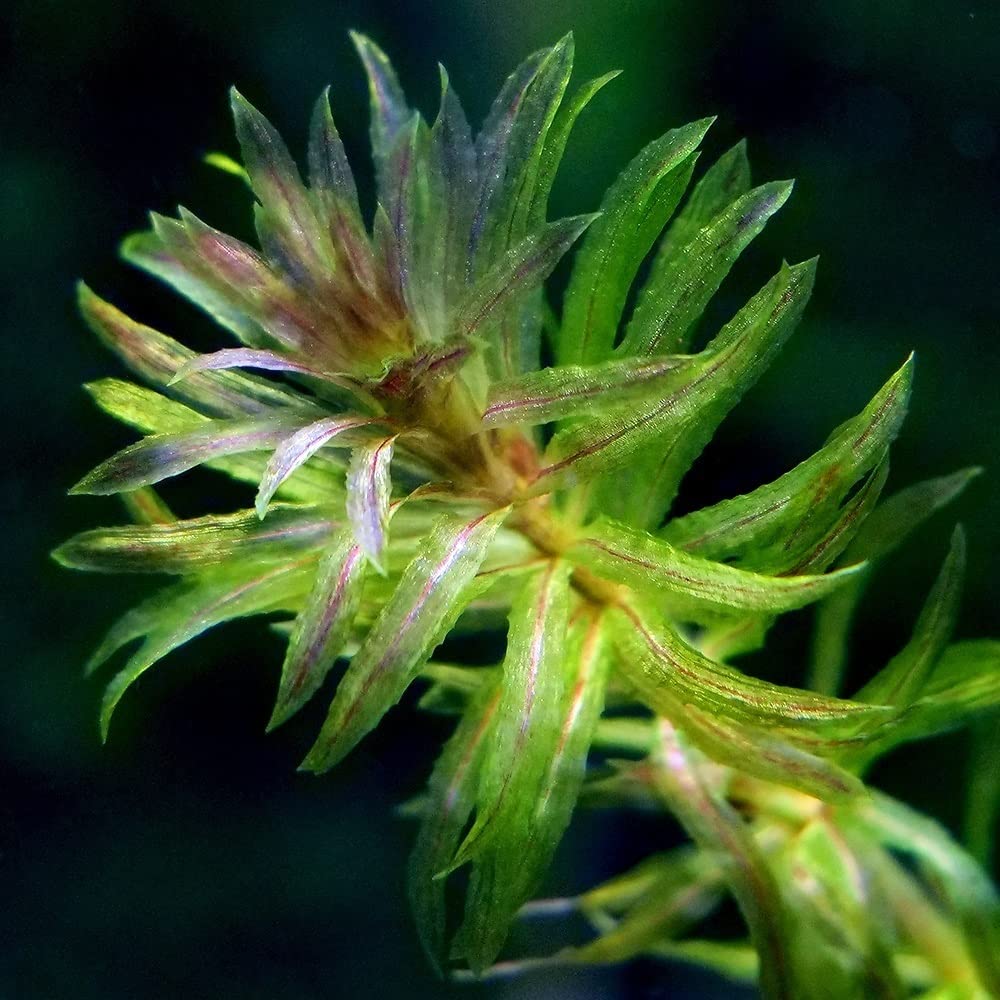 Amazon.co.jp: （水草）クロモ（水中葉）（無農薬）（3本） : ペット用品