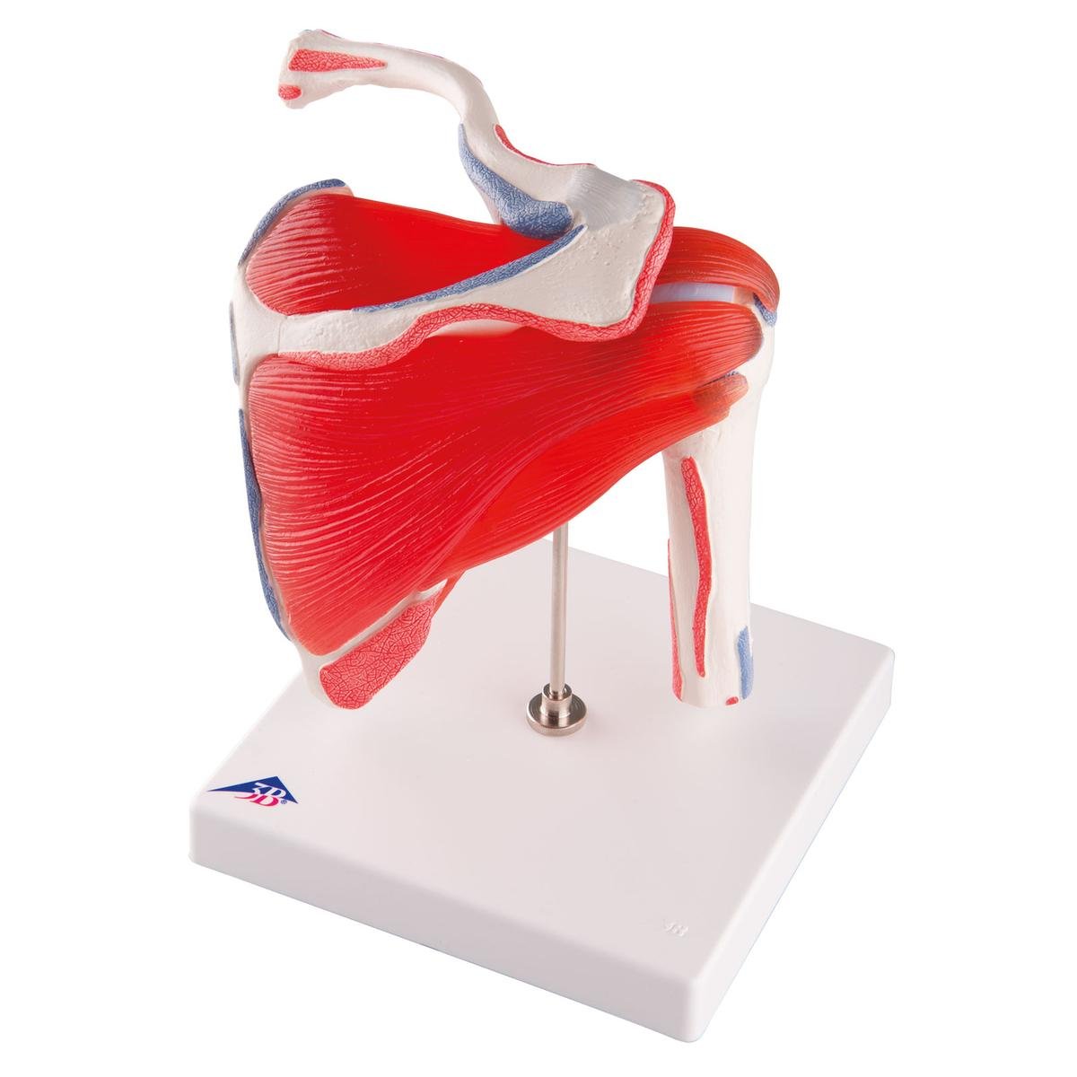 3B Scientific A880 Articolazione Scapolomerale con Cuffia dei Rotatori, 5 Pezzi + software gratuito di anatomia - 3B Smart Anatomy