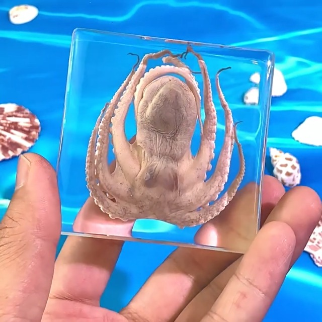 Image of Taxidermy Octopus Turtle Crab, Real Oceans Animals Specimens in Resin Preserved, Clear for Closer-Look & Study, Science Educational Classroom Specimen, for Ornament Decor and Gift (3.0x3.0x0.8-inch)