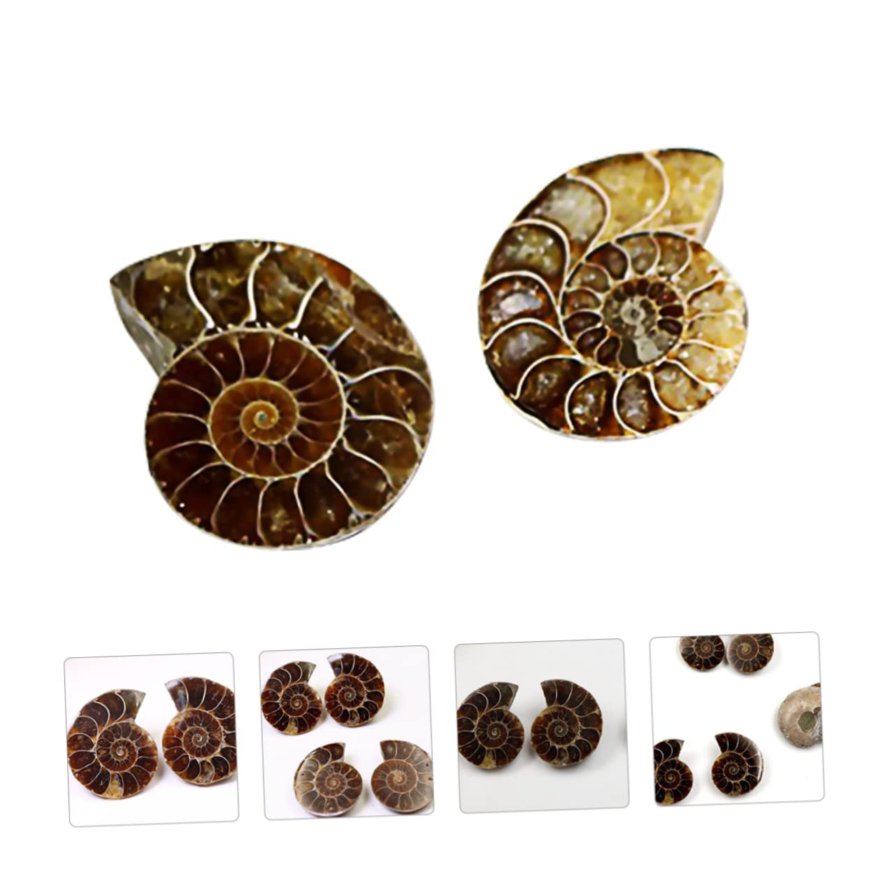 Amosfun 12 Sätze Ammoniten Fossilien Naturstein Dekoration Für Unterricht Große Lehrmaterialien Für Freunde Sicher Und Lehrreich 2 Stück * 12