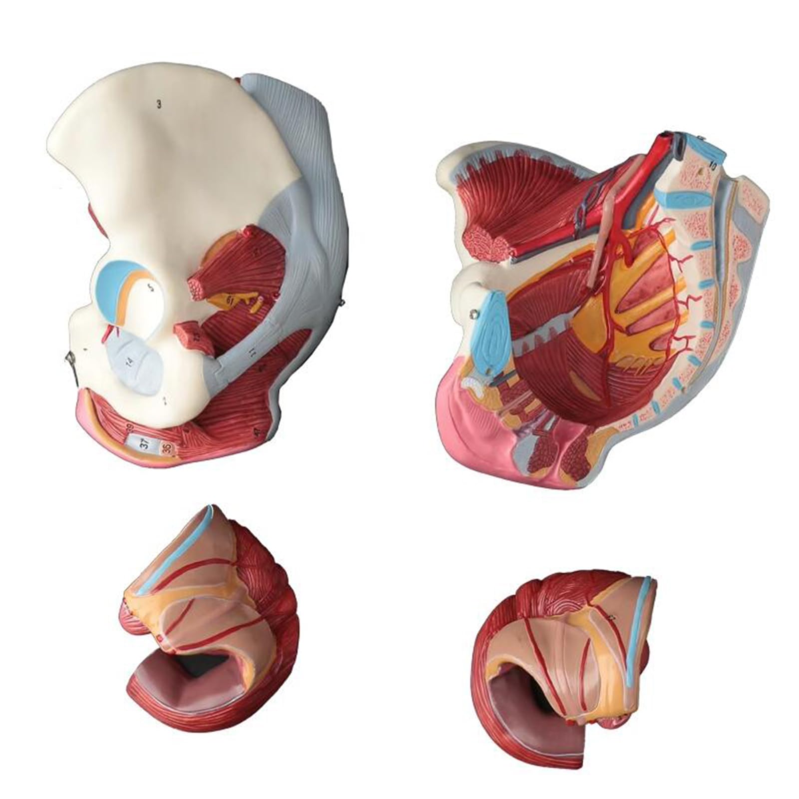 Modello di Bacino Femminile con Nervo Vascolare - Modello Educativo di cavità Pelvica Femminile - per L'insegnamento E L'apprendimento Medico, Forniture di Laboratorio