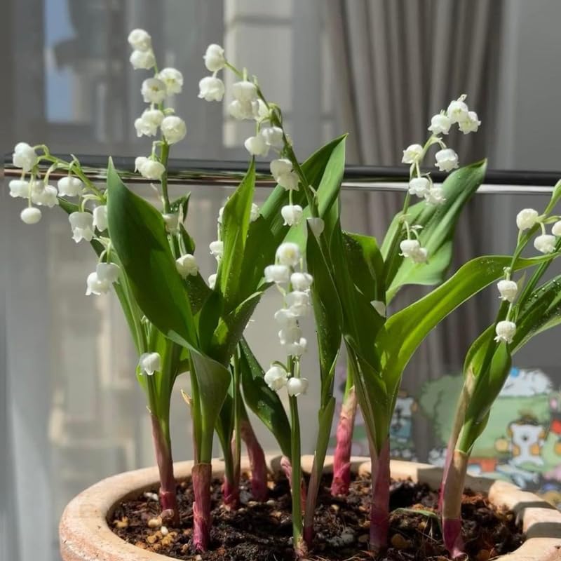 10 Lily of the Valley Bulbs, Fragrant Spring Flowers, Hardy Perennial Plant for Shade Gardens