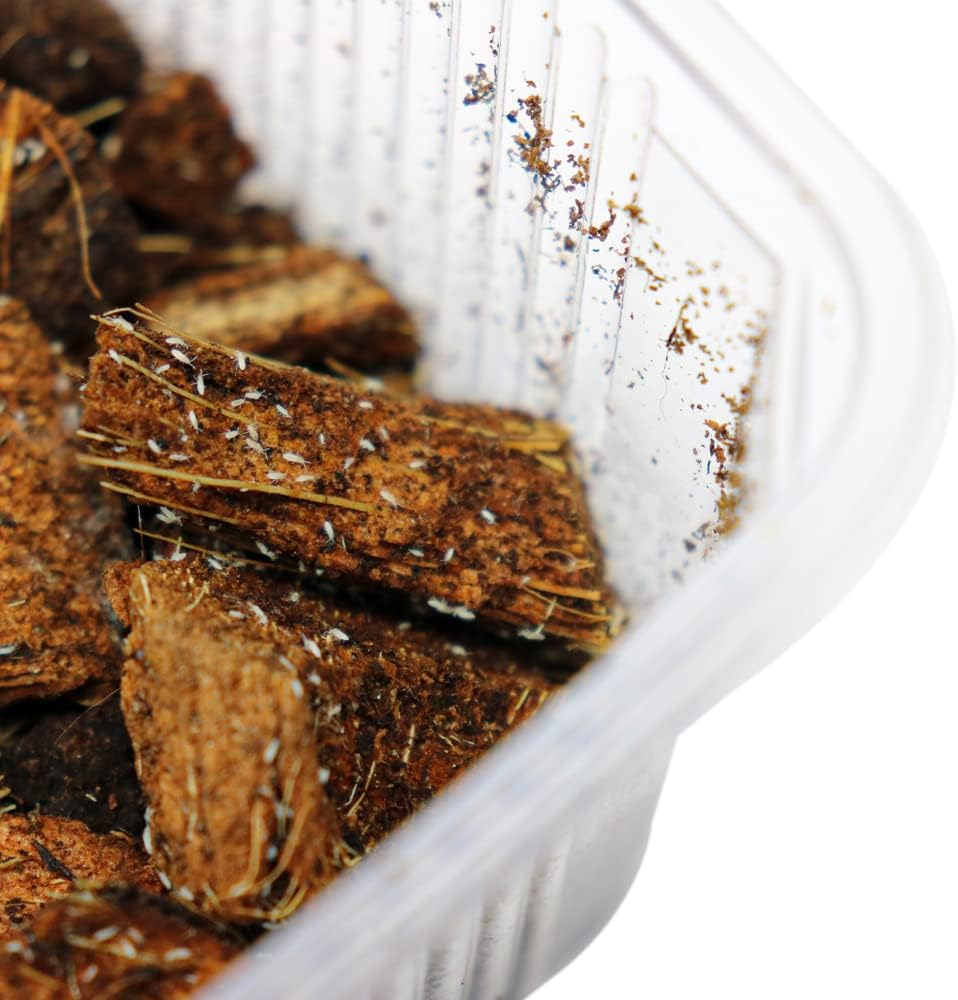 Swell Reptiles Live Springtails. Live Food for Reptiles and Bioactive Custodians