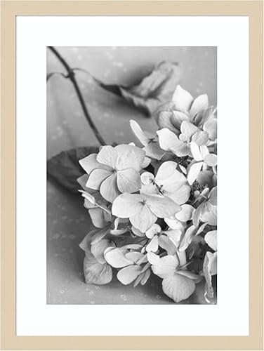 Amanti Art Framed Wall Art Print 21x16 Dried Flower on Plate by 1x Studio III, Flowers Wall Art, Vintage Decor, Small Poster Painting Artwork for