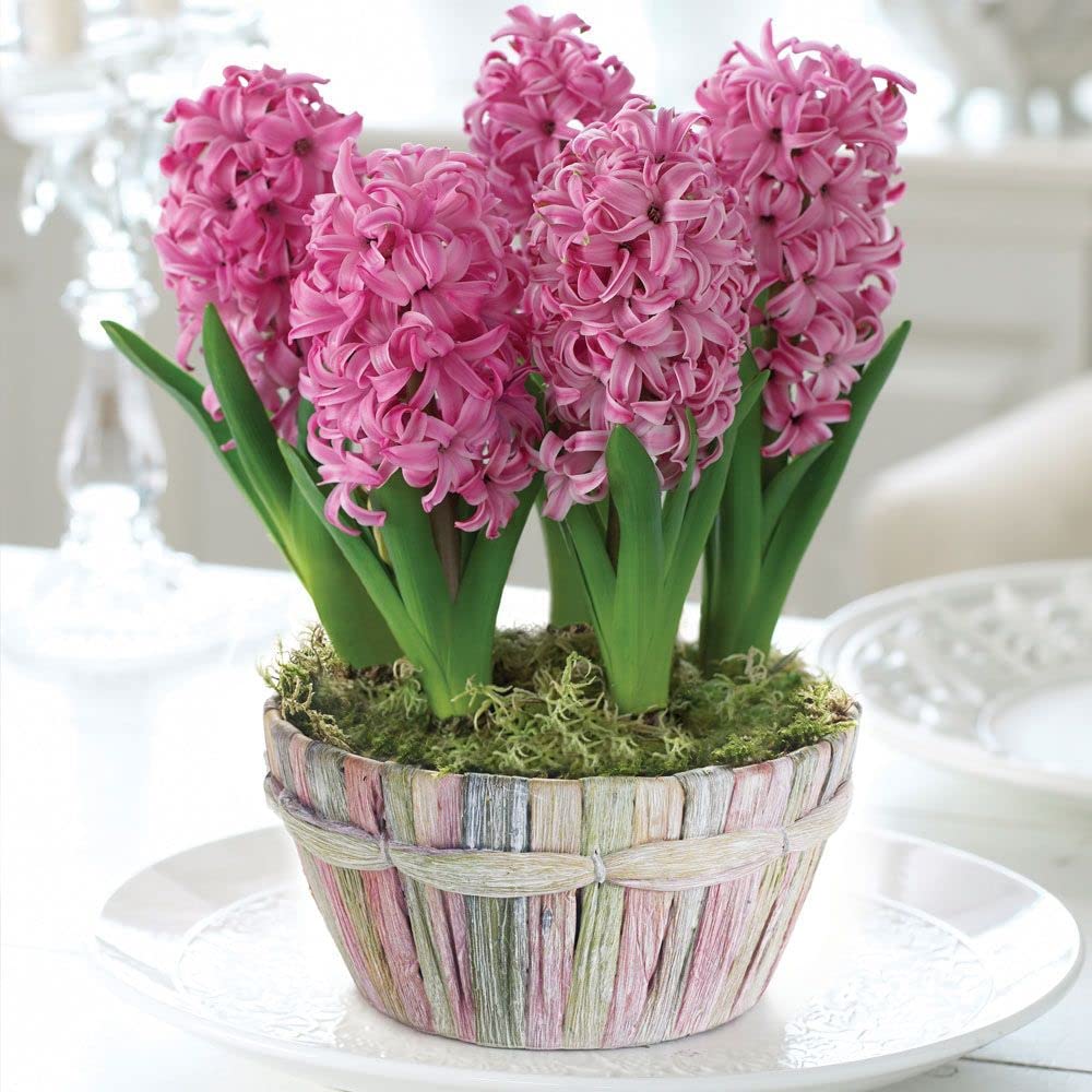 Audbhidhi Hyacinth Flower Seeds (Bulbs) Pink For Winter Season Bulbs Home Gardening pack of 2 bulbs (B0C8Z68PYG) Amazon Price History, Amazon Price Tracker