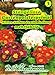 Produktbild Stängellose Gartenpolsterprimel Riesen Selekta Prachtmischung Primel Primula acaulis