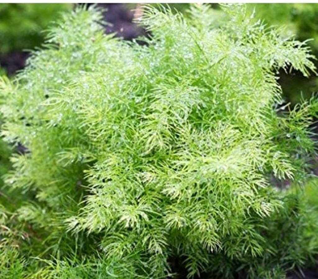 OhhSome Asparagus, Shatavari - Plant Medicinal Plants For Herbal Garden (Healthy Live Plant) (B09QT59J52) Amazon Price History, Amazon Price Tracker