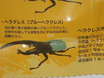 Amazon.co.jp: 1/1 ヘラクレスオオカブト 全3種set 特大約175mm
