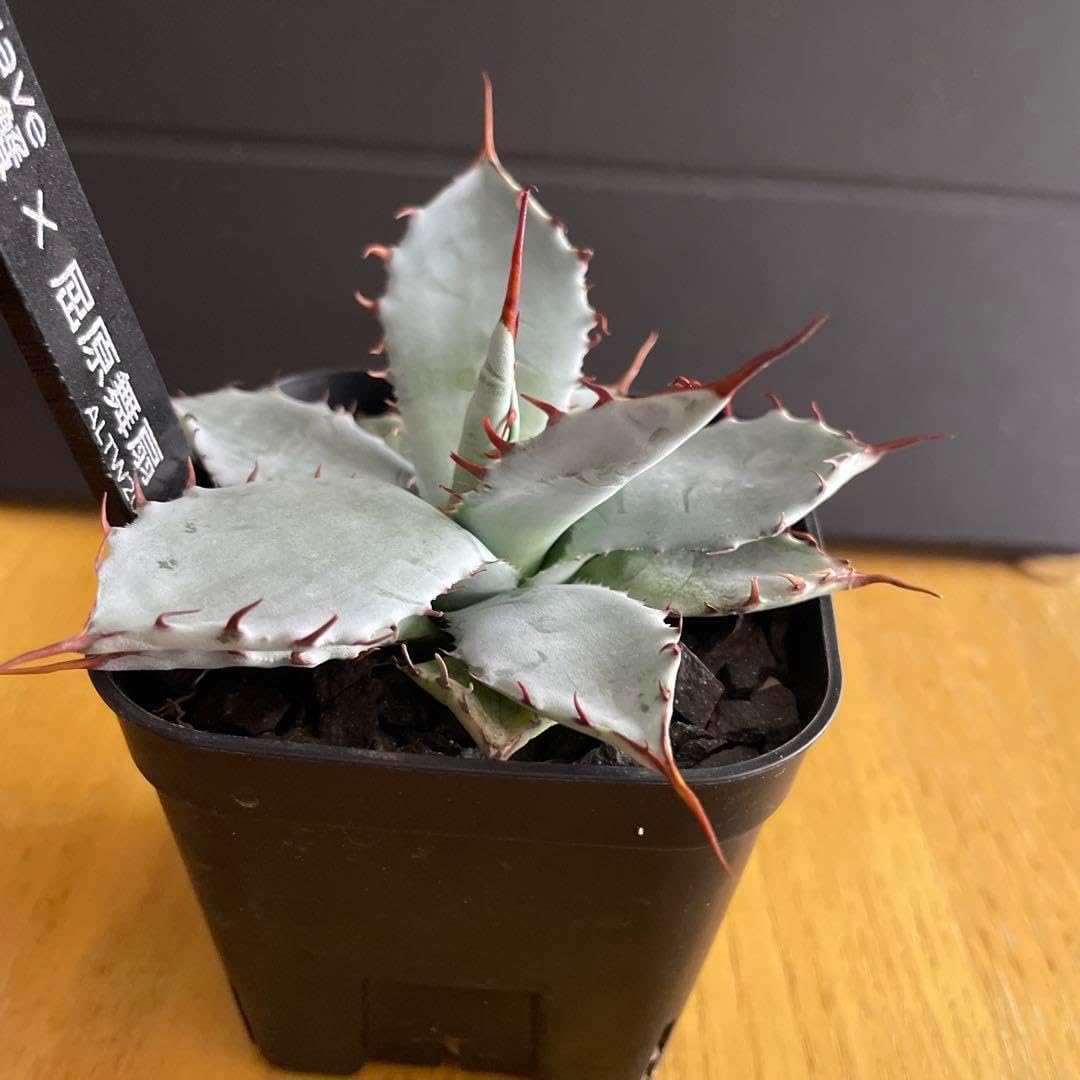 HOT，新作登場】 アガベ 甲蟹×屈原の舞扇hyb Lize産☆発根