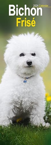 Bichon Frise Slim Calendar 2024 | Dog Breed Slimline Calendar - 12 Month
