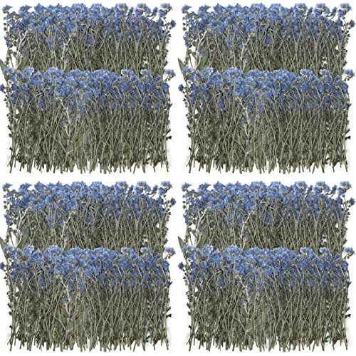 200 Piezas Flores Secas Natural Olvídame Azul miniatura 1