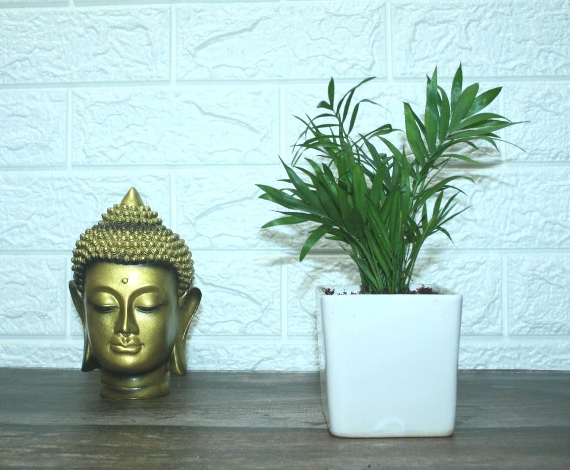 See full amazon price history chart for Guuchuu Chamaedorea/Bamboo Palm Plant with White Ceramic Pot(Pot SIzer 3x3x3 inches) Guuchuu Chamaedorea/Bamboo Palm Plant with White Ceramic Pot(Pot SIzer 3x3x3 inches) (B09QD4SLLV) Amazon Price History, Amazon Price Tracker