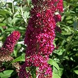 Red Pink Butterfly Bush Plant in 4 Inch Pot, Live Butterfly Bushes, Butterfly Bush Live Plant, Live Butterfly Bush Ready to Plant Ourdoor Garden, Butterfly Bush Flower Plant