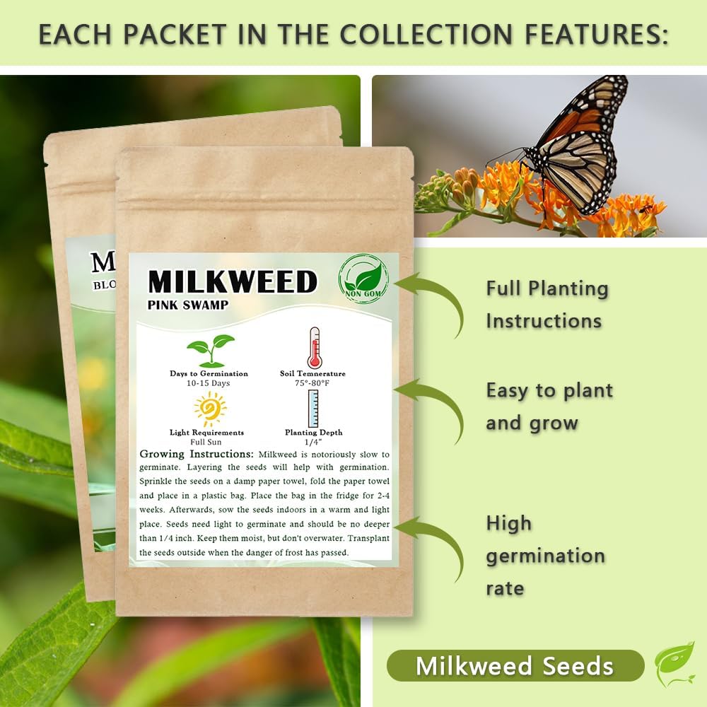 Milkweed Seeds for Monarch 6 Pack of 200 Seeds Heirloom Untreated Wildflower Seed Pink Swamp Showy Butterfly Common Swamp Blood Milkweed - Image 2