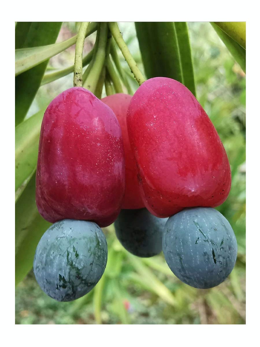 Oleander Podocarp, Podocarpus neriifolius, deciduous, Tropical Aesthetic, Rarely Offered, Great for UK Climate, 15-20cm Plant in a 7cm Pot