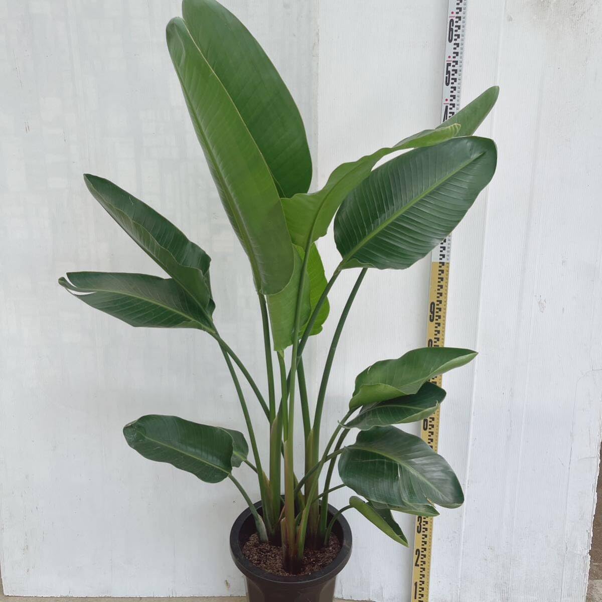 さくらストレチア　オーガスタ Ｂ　大型❗️ 155センチ　10号鉢 観葉植物 ストレリチア・オーガスタ【大型 観葉植物 8号鉢／Lサイズ1個