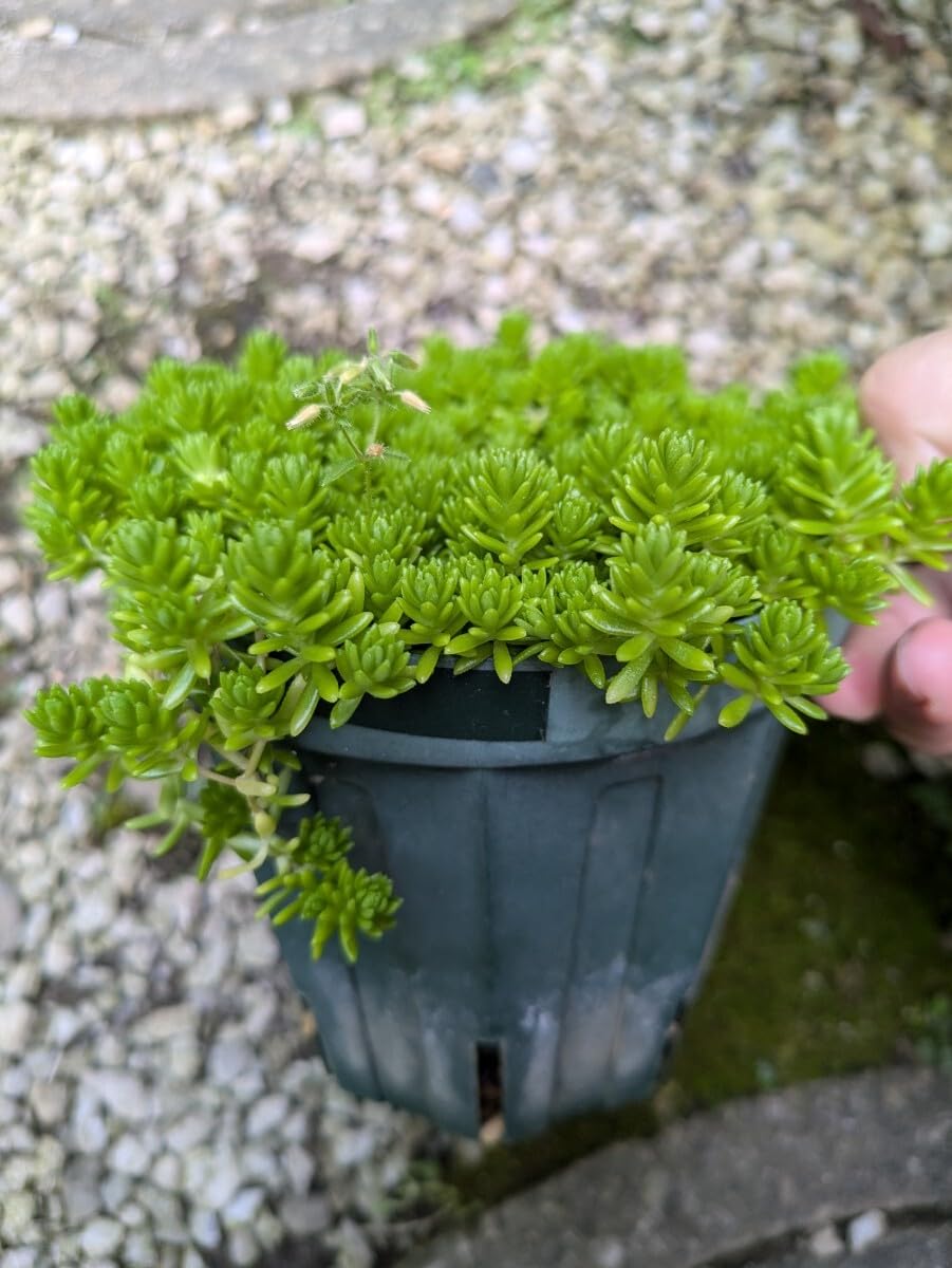 Amazon.co.jp: 抜き苗セダム 画像の量 ／多肉植物 芝生 グリーン