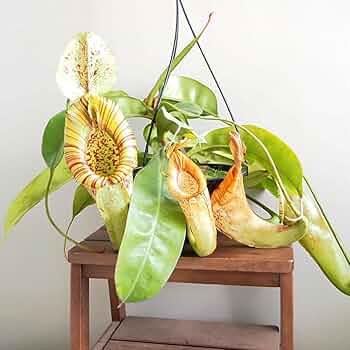 Amazon|ITANSE ネペンテス ダイエリアナ 7号吊り鉢 1個売り 食 Amazon|ITANSE ネペンテス ダイエリアナ 7号吊り鉢 1個売り 食