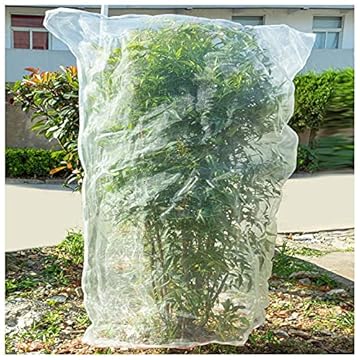 Best Bushes for Birds You Didn’t Know Would Attract Them 2 best bushes for birds