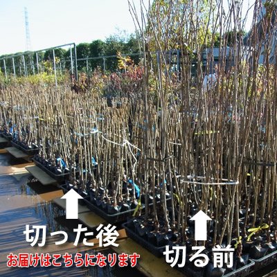 Amazon.co.jp: 果樹苗 イチジク 苗木 ネグローネ (夏秋兼用種) 2