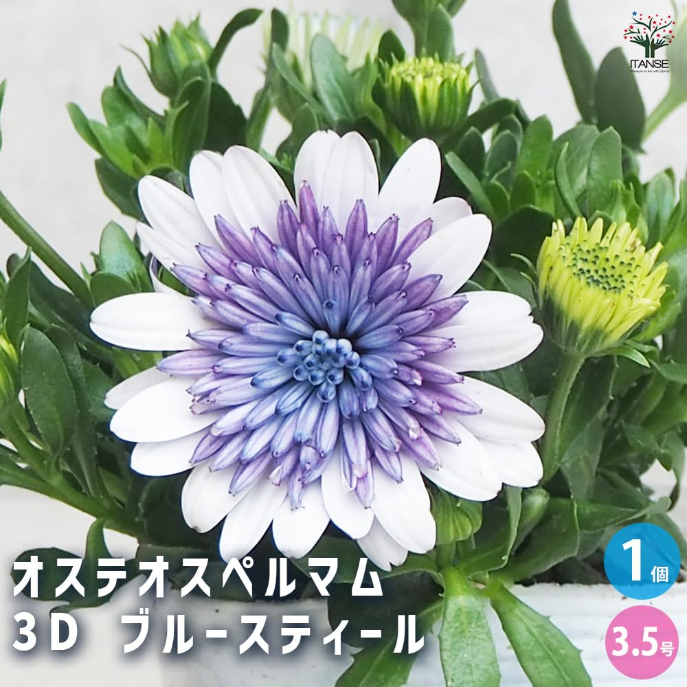Amazon.co.jp: ITANSE オステオスペルマム 3D ブルー Amazon.co.jp: ITANSE オステオスペルマム 3D ブルー