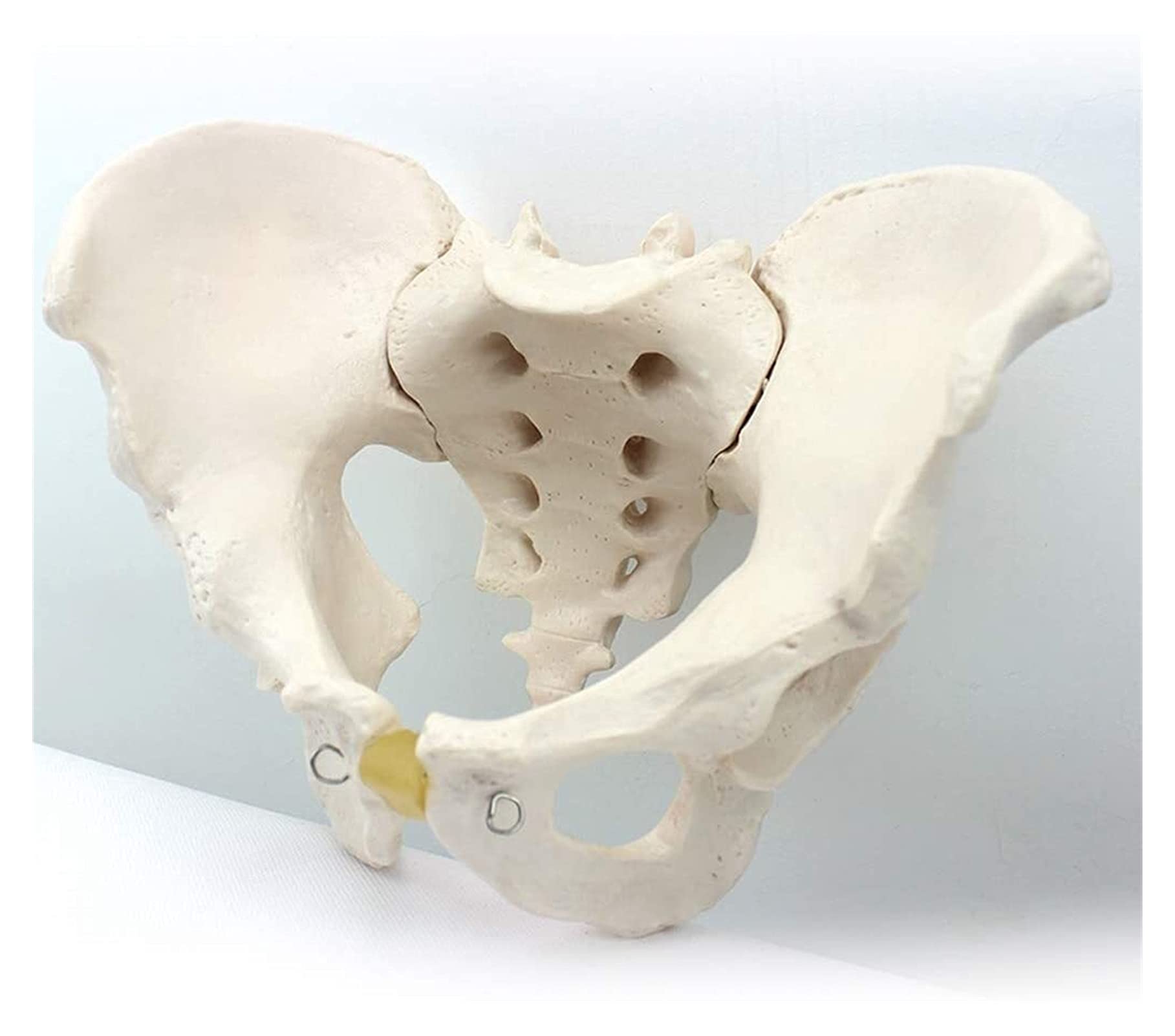 Modello anatomico pelvico Modello pelvico Maschile Materiale in PVC Anatomia Umana Modelli scientifici per Modello pelvico Medico Modello Scheletrico