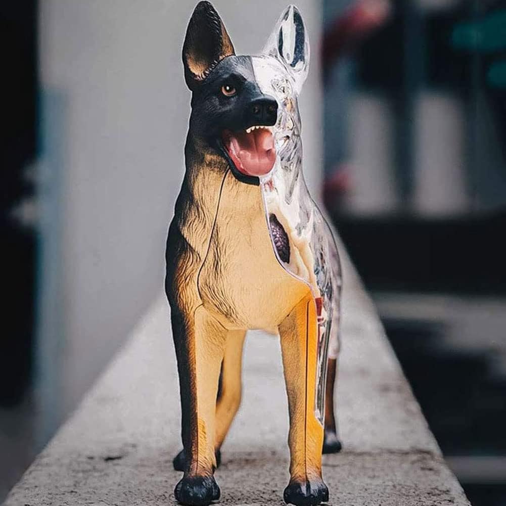 4D Dog Anatomy Model with Detachable Biology, Anatomical Model, 29 Parts for Animal Teaching Demonstration and Veterinary Training