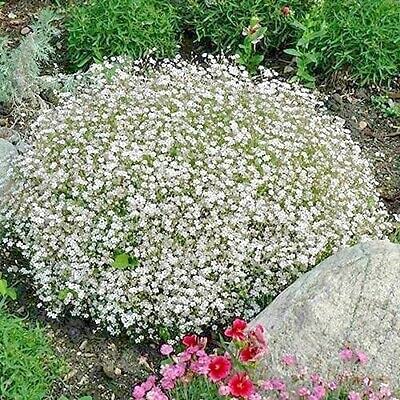 AYWAL Gypsophila Flowers (Baby Breath) Flower Seeds (20 Seeds) GF817 (B0C6J3XG83) Amazon Price History, Amazon Price Tracker