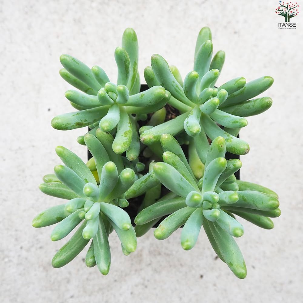 多肉植物　セダム　乙女心　3カット 61NkqrsmTDL._AC_UF1000,