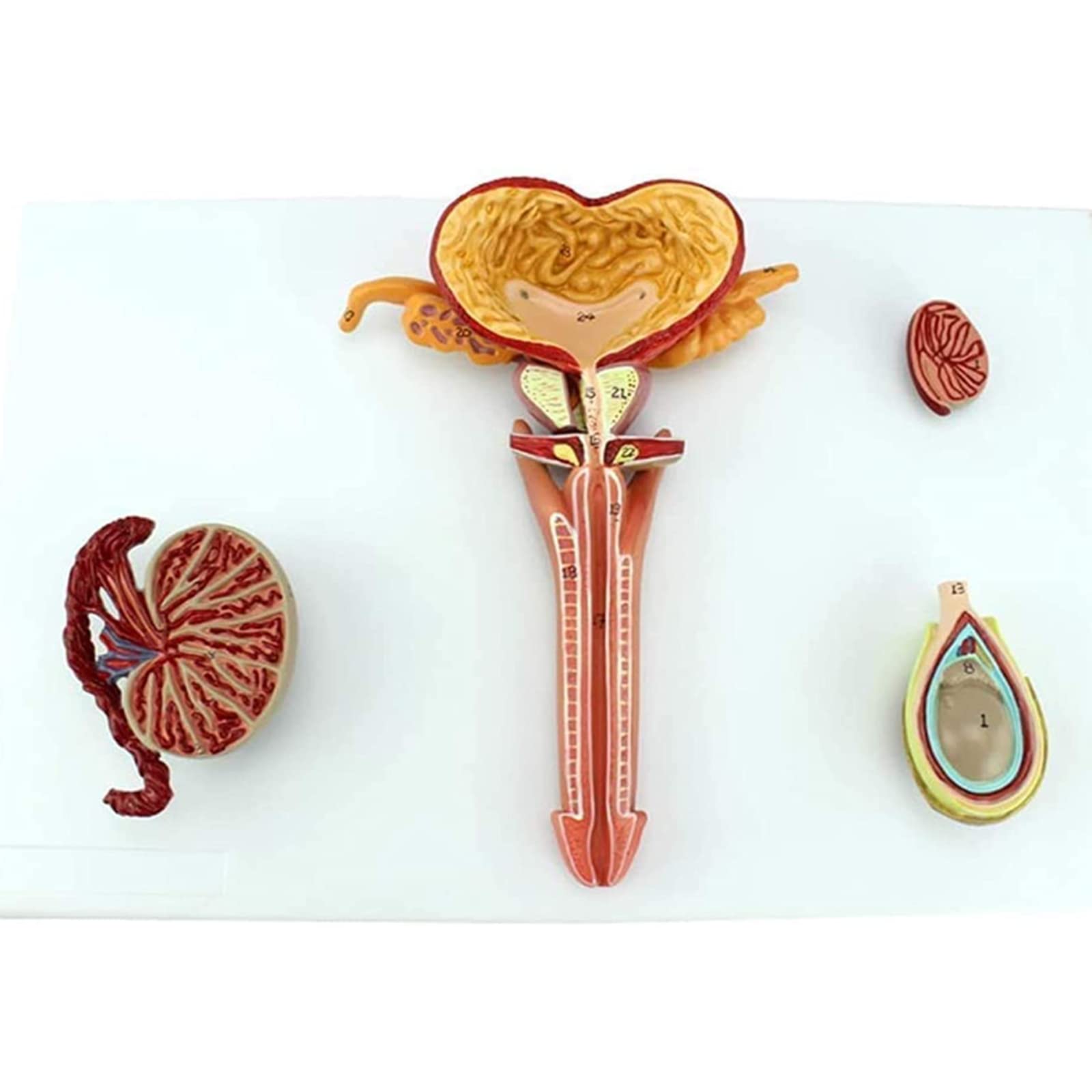 XHLLX Male Reproductive System Model Medical Human Male Reproductive System Anatomical Model Male Urinary Internal And External Used for Medical Education And Patient Medical