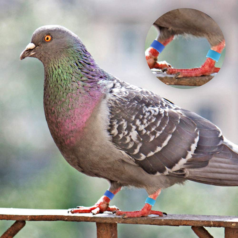 Anillos de Identificación para Aves 200pcs Anillos Pollo Paloma Banda Pierna Color Mezclado