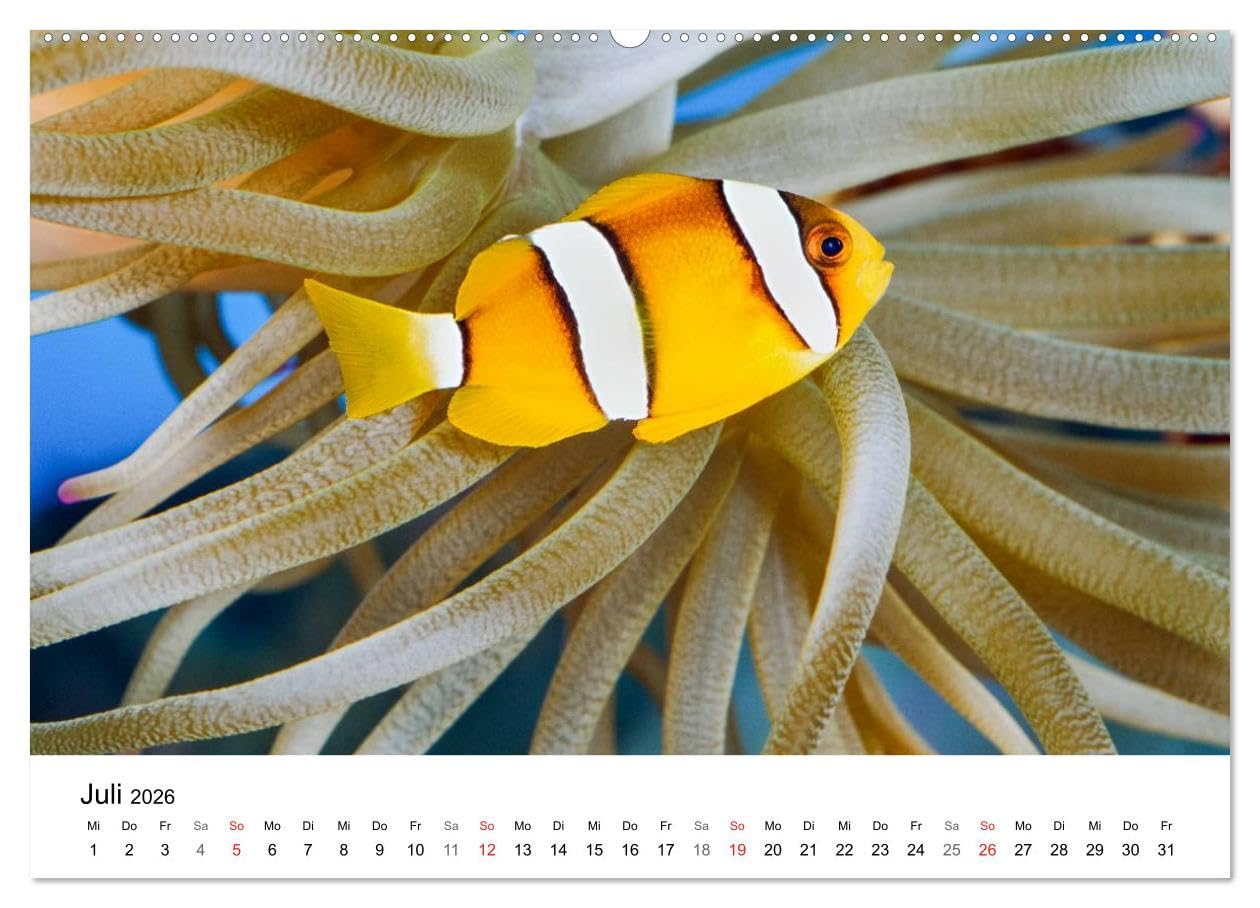 Fischzauber - Wundervolle Aquarienfische (hochwertiger Premium Wandkalender 2026 DIN A2 quer), Kunstdruck in Hochglanz: Kalender mit bezaubernden Aufnahmen von kleinen Fischen in Aquarien.