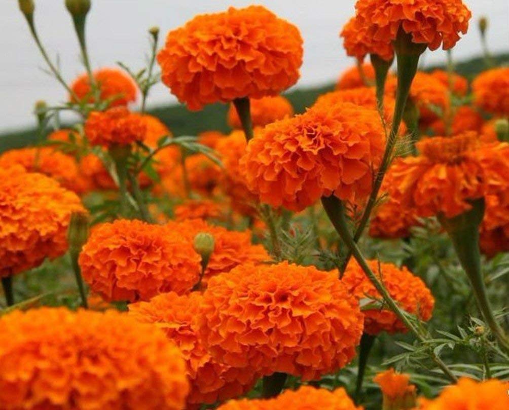 See full amazon price history chart for Pedpoudhe Marigold African Orange Flower Seeds (125 seeds in a packet) Pedpoudhe Marigold African Orange Flower Seeds (125 seeds in a packet) (B09NH22PY3) Amazon Price History, Amazon Price Tracker