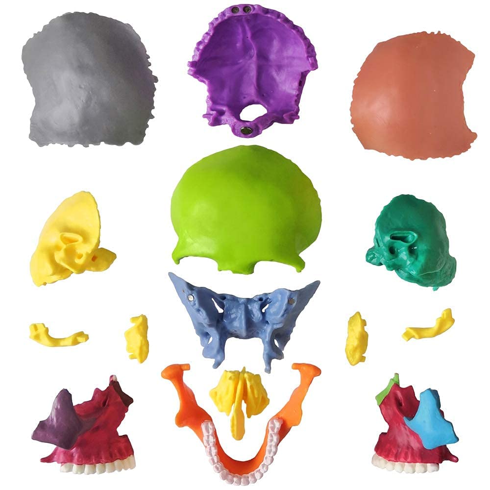 Modello a forma di teschio didattico, 15 pezzi, modello di teschio anatomico, cranio esploso, insegnante medico, studio di formazione, puzzle con teschio