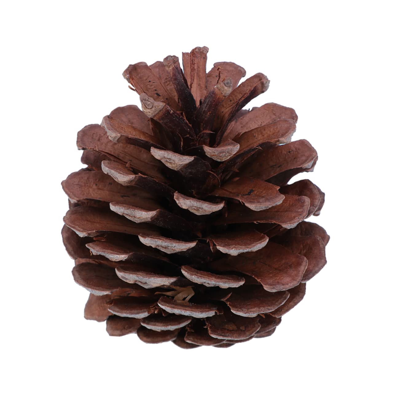 Gatuida 50 pezzi Naturali per Decorazioni Natalizie per Natale Feste e Decorazioni Domestiche Materiale Resistente per Uso Ripetuto