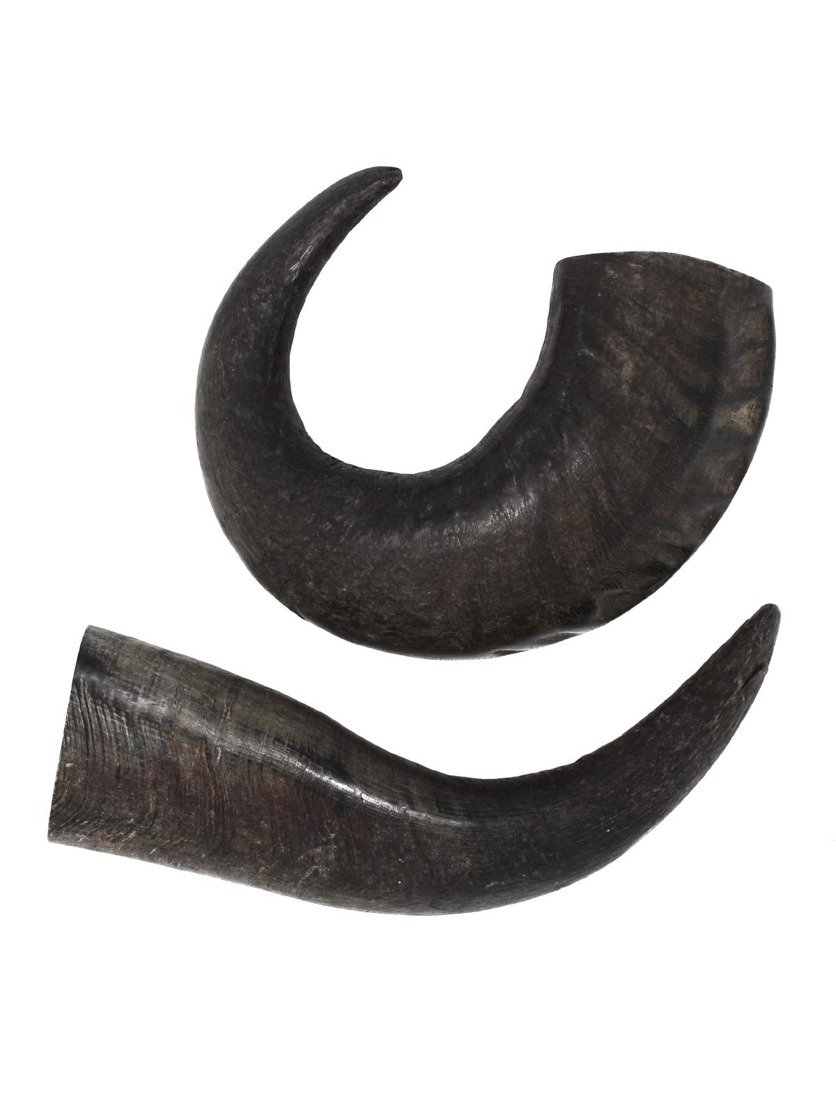 peaksNpaws Premium Free Range & Grass Fed Buffalo Horns - Large