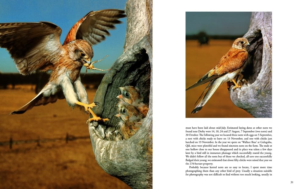 Australian Falcons