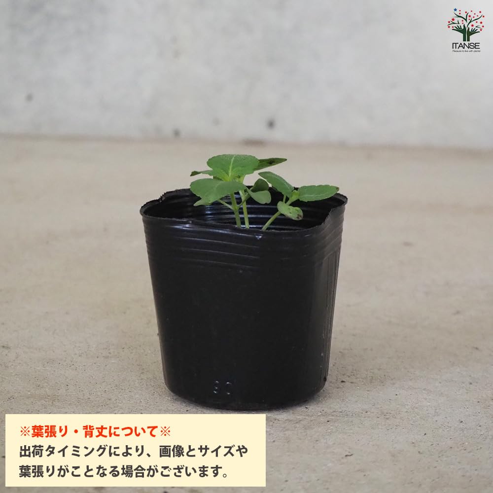 Amazon.co.jp: 韓国しそ(えごま)の苗 3号 8個セット【品種で選べる野菜