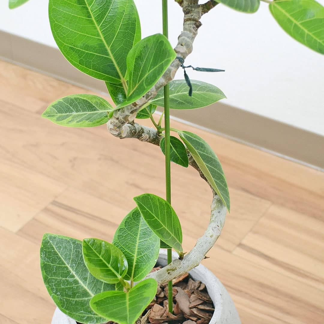 Amazon.co.jp: フラワーコーポレーション フィカス アルテシーマ