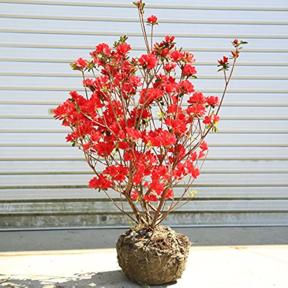 Amazon.co.jp: 庭木・植木：久留米ツツジ（筑紫紅）*大株 くるめつつじ