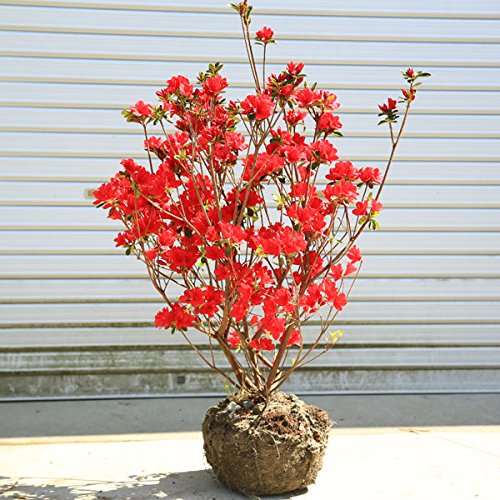 Amazon.co.jp: 庭木・植木：久留米ツツジ（筑紫紅）*大株 くるめつつじ