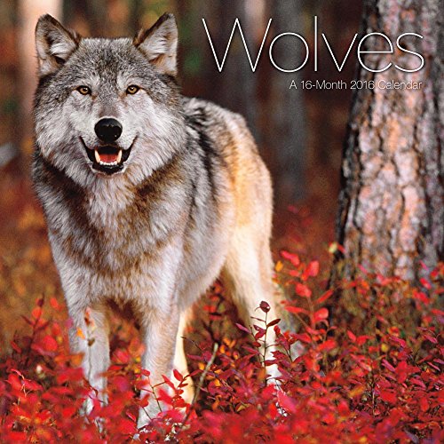 2016 Monthly Mini Wall Calendar - Wolves