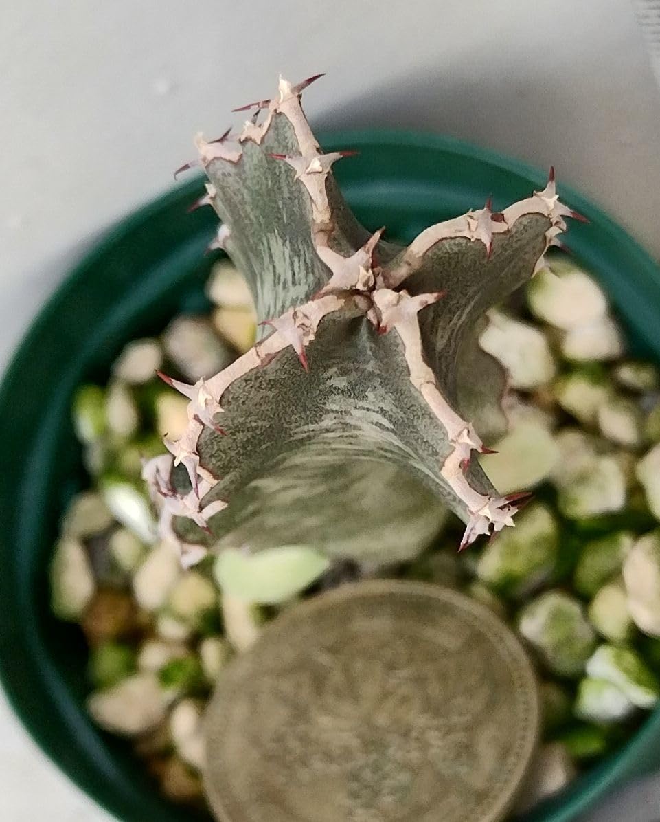 実生　Euphorbia robecchii　原種　ユーフォルビア　ロベッキー Amazon.co.jp: 実生 Euphorbia robecchii 原種 ユーフォルビア