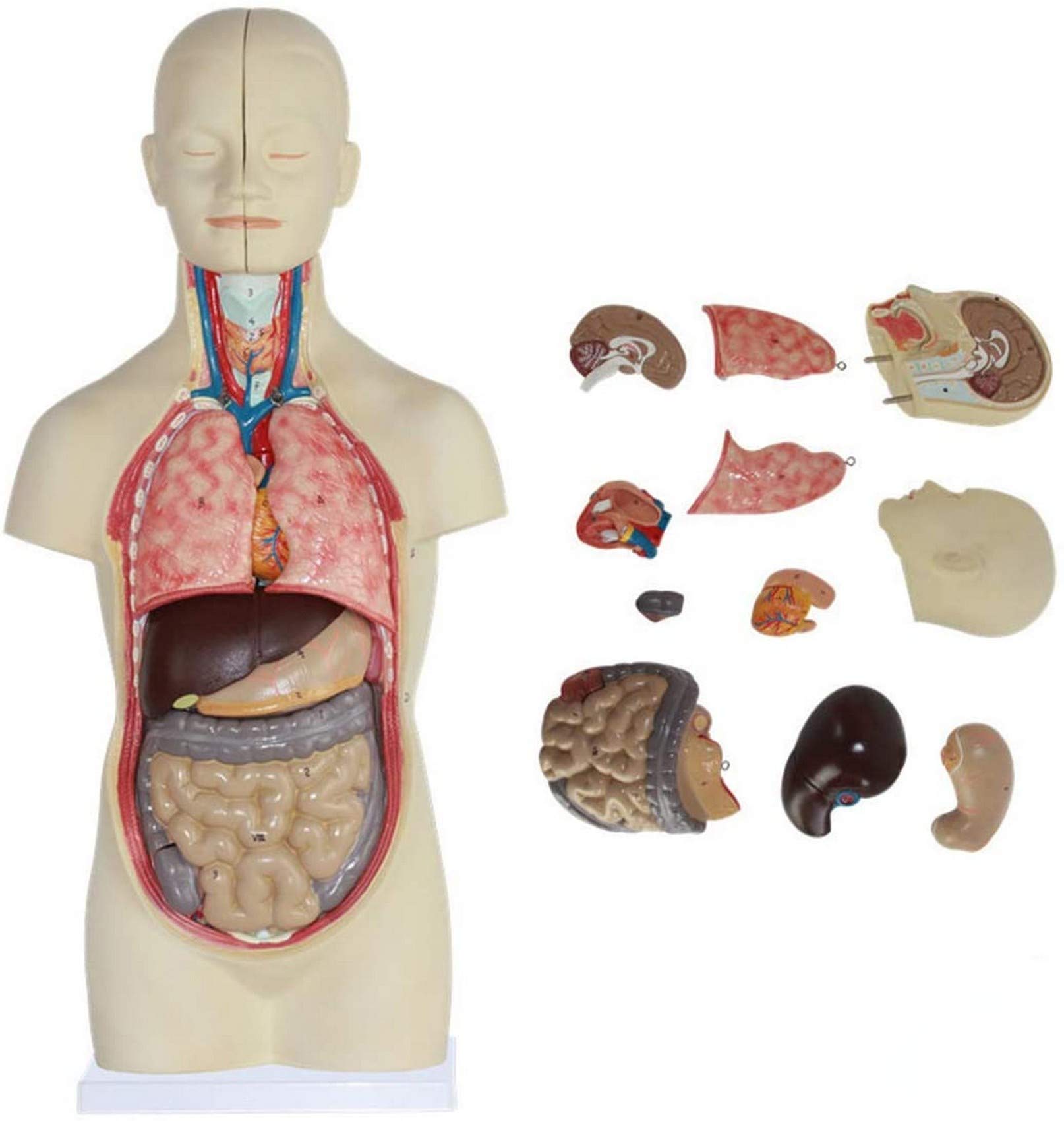 Amazon.co.jp: 人間の胴体の解剖学モデル-45Cm 分解可能な16ピースの
