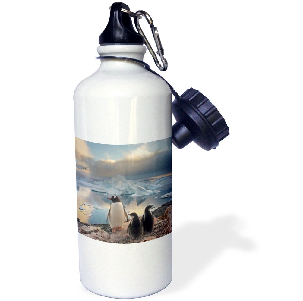 3dRose"Gentoo penguin, Western Antarctic Peninsula-AN02 SKA0232 Steve Kazlowski" Sports Water Bottle, 21 oz, White