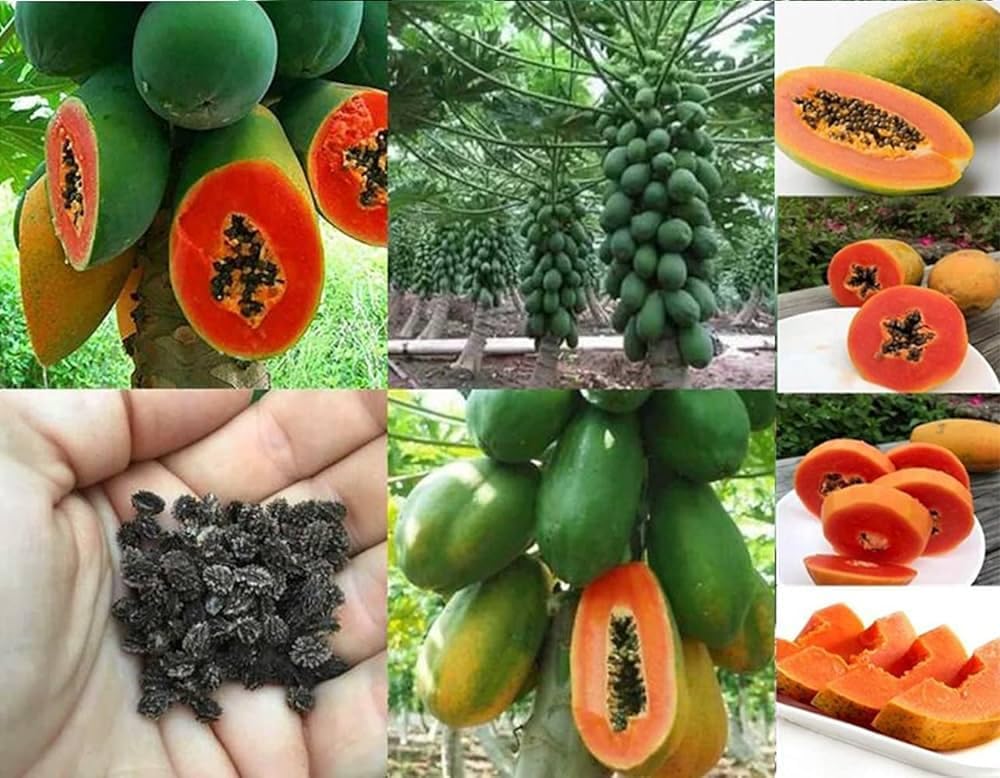 Taiwan Red Lady 786 F1 Hybrid Papaya Seeds, 200 Seeds Pack, Early Maturity in 6-8 Months, Disease Resistant - Image 7 thumbnail