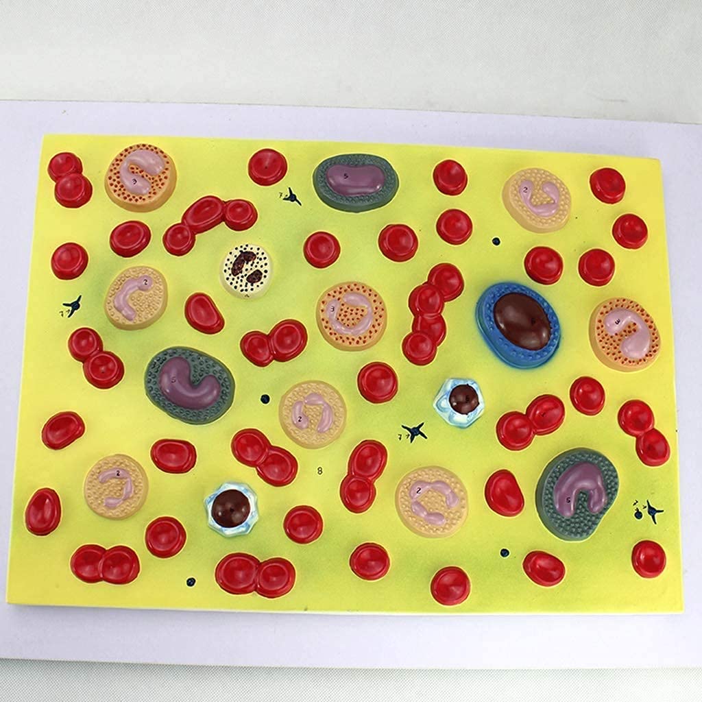 Modelli scientifici Cellule umane Anatomia Umana Zoom 2000X Ematologia Medicina Interna Modello fisiopatologia Modello Scheletro in Materiale PVC